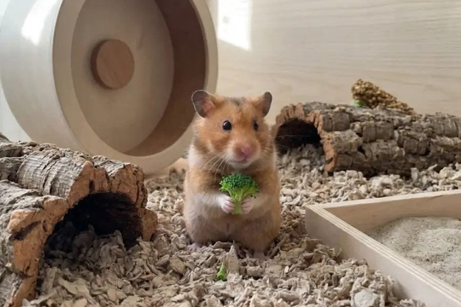 Essential Care Guide for Your First Pet Hamster